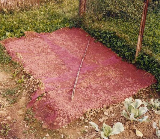 Gianluca Giorgio Agazzi – L’orto Gianluca Giorgio Agazzi – L’orto