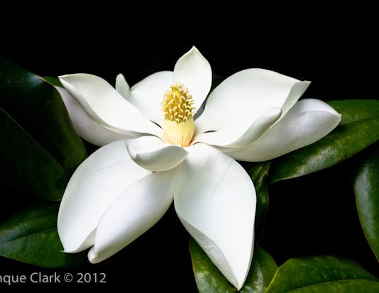 Pinque Clark – America and Italy lands I love