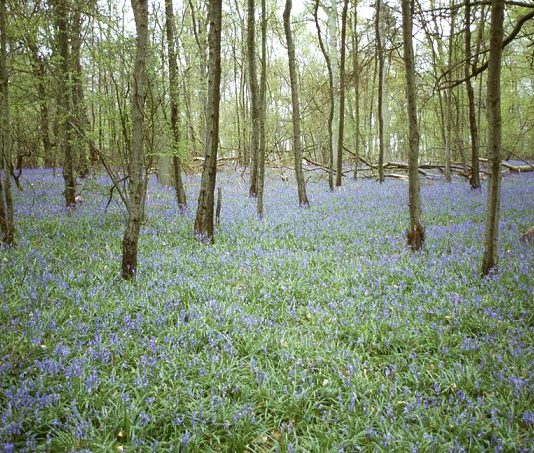 Marius Mason – Bluebells