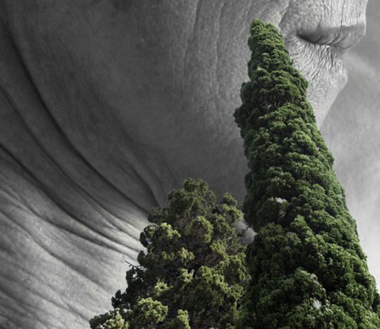 Daniela Monaci – E tu non crederesti mai  che di notte gli alberi camminano o diventano sogni