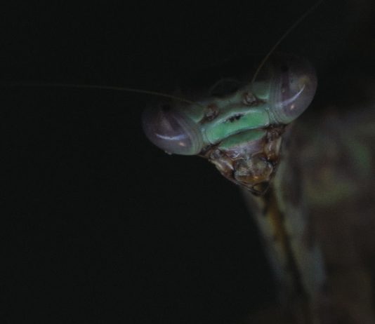 Masbedo –  Todestriebe