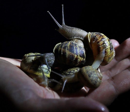 27° Les Instant Video Festival