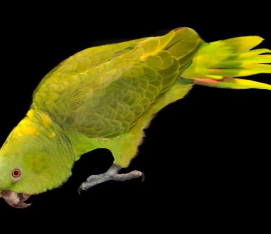 Mariapia Borgnini – Alchimie tra un’artista, un’azienda e un pappagallo