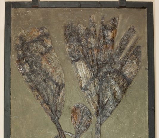 Naturalia et mirabilia. I fossili del cardinale Lercaro dalla Wunderkammer privata al museo