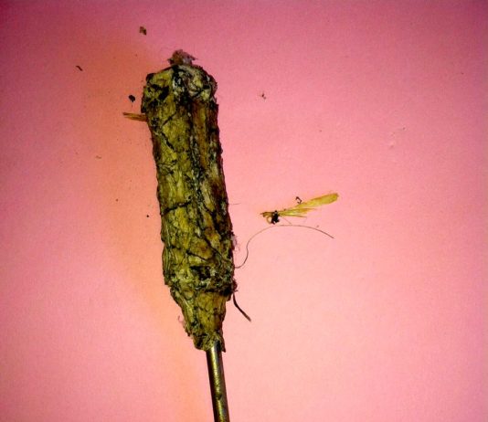 Kate Levant – Motile Resolutions