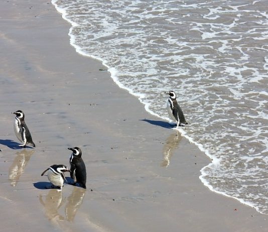 Anna Svelto – Emozioni Argentine