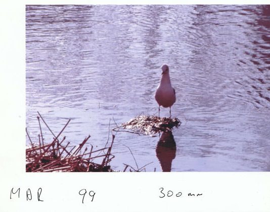 Giovanni Raffaele Bertini – Lungotevere e Dintorni#2 proposta per un libro