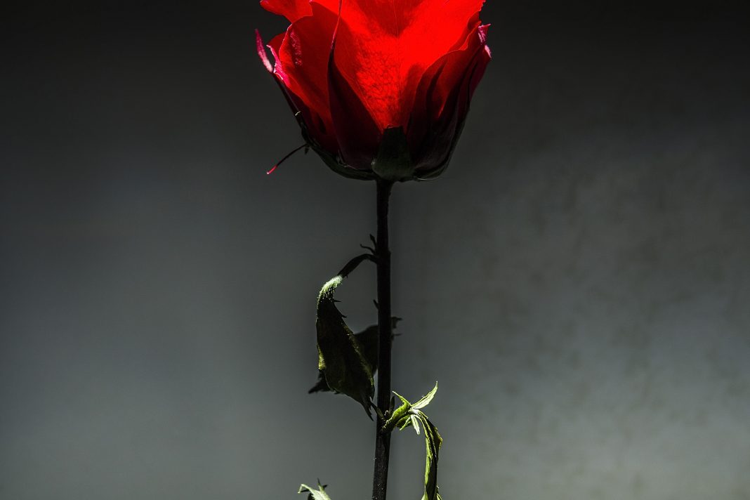 Fausto Meli – [Still] lifehttps://www.exibart.com/repository/media/eventi/2015/04/fausto-meli-8211-still-life-1068x712.jpg