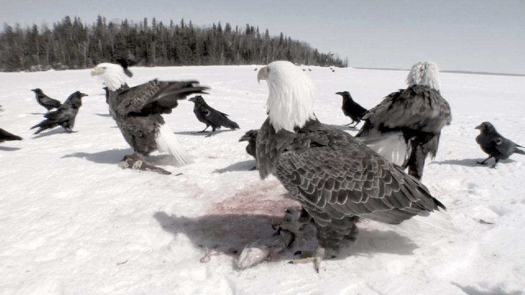 Point de Départ. Videoarte dal Québec, Canadahttps://www.exibart.com/repository/media/eventi/2015/04/point-de-départ.-videoarte-dal-québec-canada-1068x601.jpg