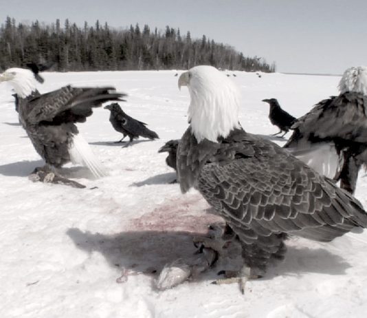 Point de Départ. Videoarte dal Québec, Canada