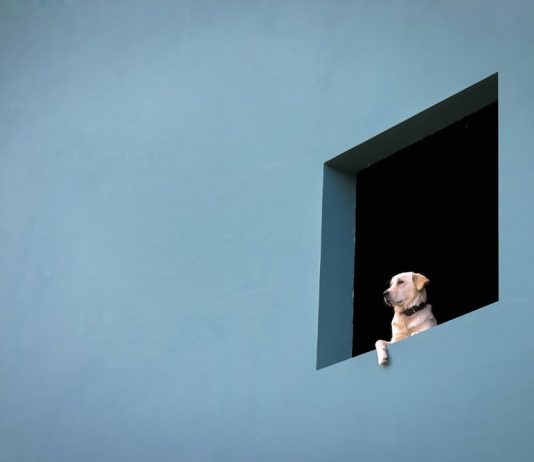 Valeria Cardinale – Love for Animals