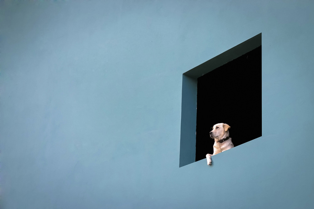 Valeria Cardinale – Love for Animalshttps://www.exibart.com/repository/media/eventi/2015/05/valeria-cardinale-8211-love-for-animals-1.jpg