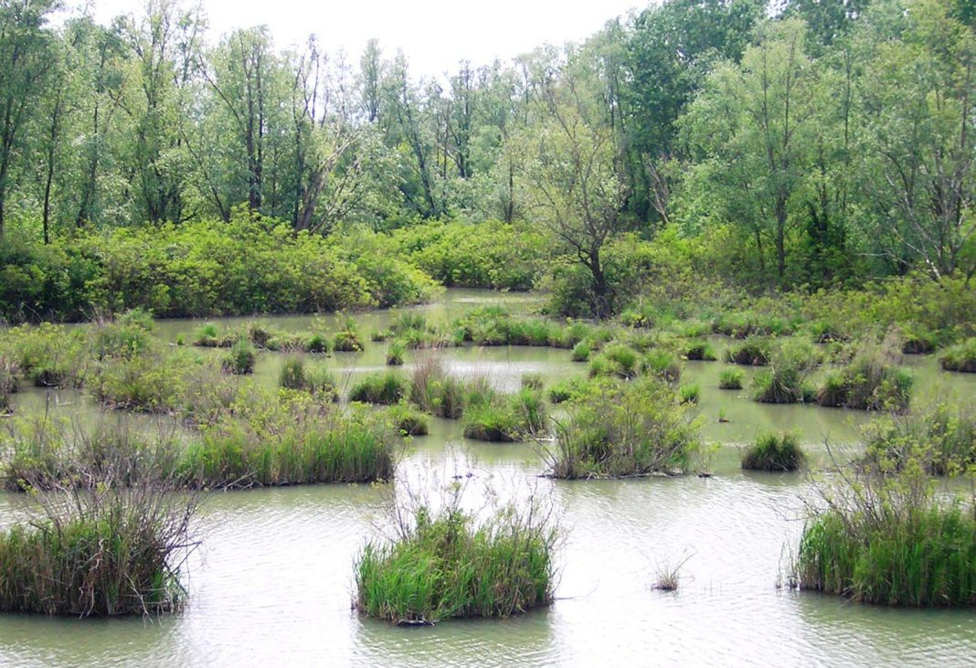 Barbara Munerato – Restituirsi alla naturahttps://www.exibart.com/repository/media/eventi/2015/08/barbara-munerato-8211-restituirsi-alla-natura-1068x731.jpg