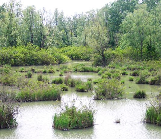 Barbara Munerato – Restituirsi alla natura