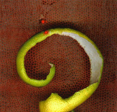 Feliscatus – Raids, Su e giù per l’autunno