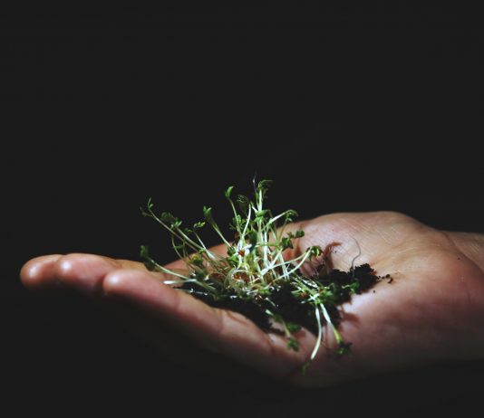 I Frutti del nostro territorio… I Frutti della solidarietà