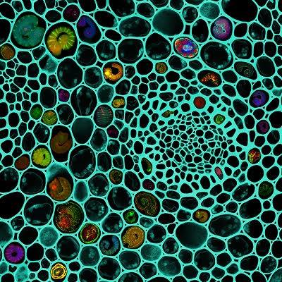 Anna Rierola – The depths of the sea