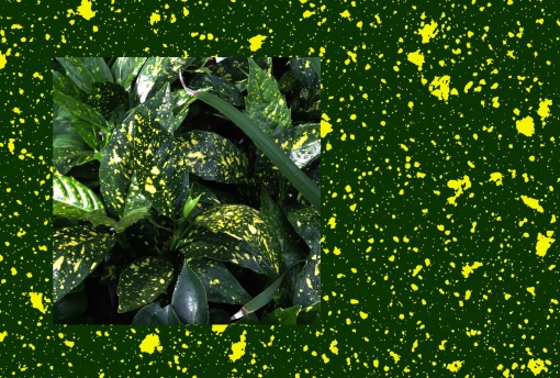 Pascual Sisto – En Plein Air