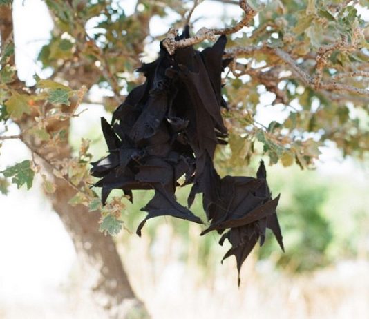 Dora Economou – Naturalist