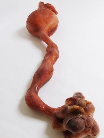 Ottavia Paraboschi – Aderenza viscerale