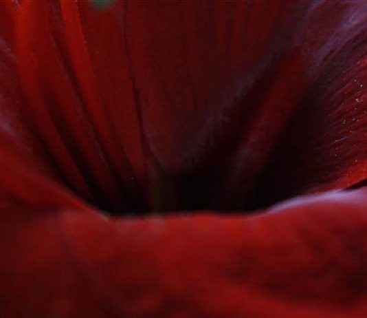 Caterina Orzi – Amori dalla Cenere. Canto di Donna