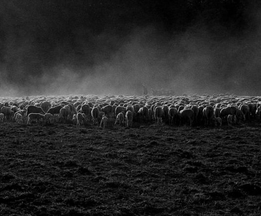 Carlo Cattadori – Transumanza