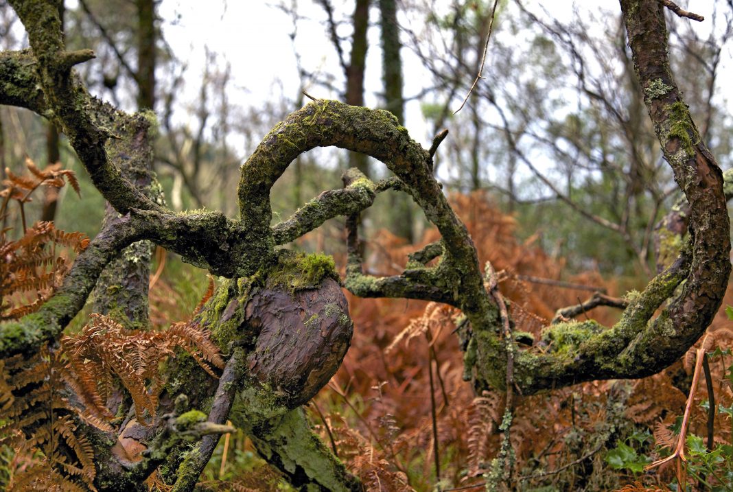 Elaine Byrne – La diritta viahttps://www.exibart.com/repository/media/eventi/2016/03/elaine-byrne-8211-la-diritta-via-1-1068x717.jpg