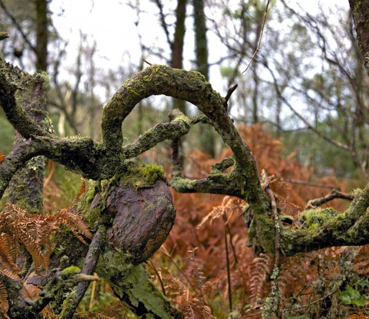 Elaine Byrne – La diritta via Elaine Byrne – La diritta via