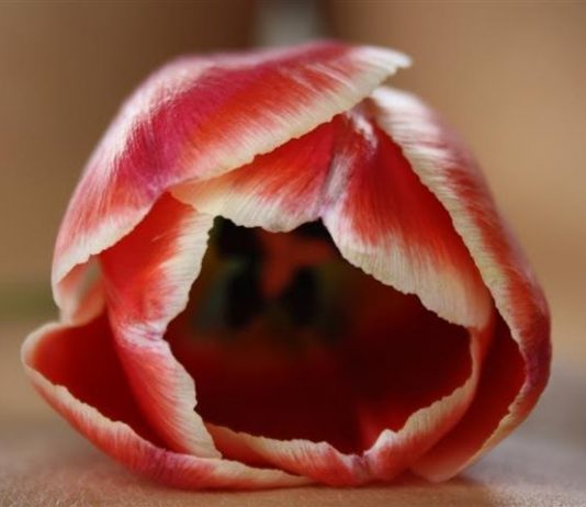 Caterina Orzi – Amori dalla Cenere. Canto di Donna