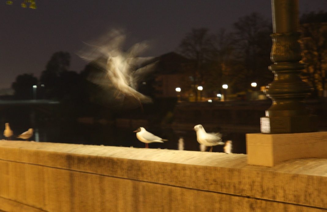 Come piume, di leggerezze e altri modi per sollevare l’ombra da terrahttps://www.exibart.com/repository/media/eventi/2016/04/come-piume-di-leggerezze-e-altri-modi-per-sollevare-l8217ombra-da-terra-1-1068x694.jpg