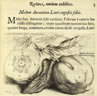 Antichi Erbari della Biblioteca di Trento