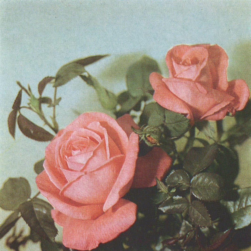 Melike Kara / Talisa Lallai / Lindsay Lawsonhttps://www.exibart.com/repository/media/eventi/2016/05/melike-kara-talisa-lallai-lindsay-lawson-1068x1070.jpg