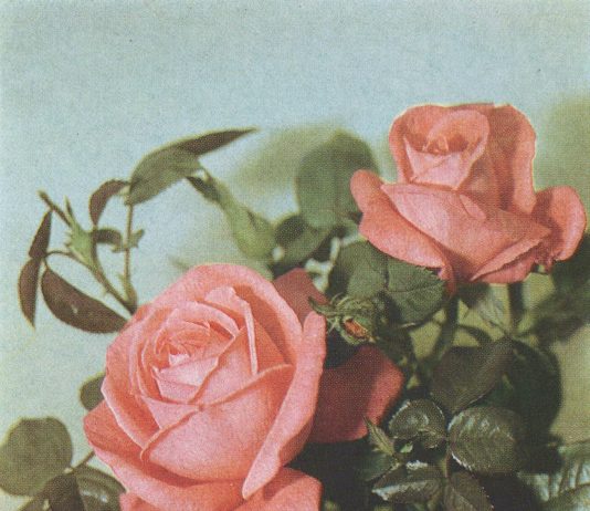 Melike Kara / Talisa Lallai / Lindsay Lawson