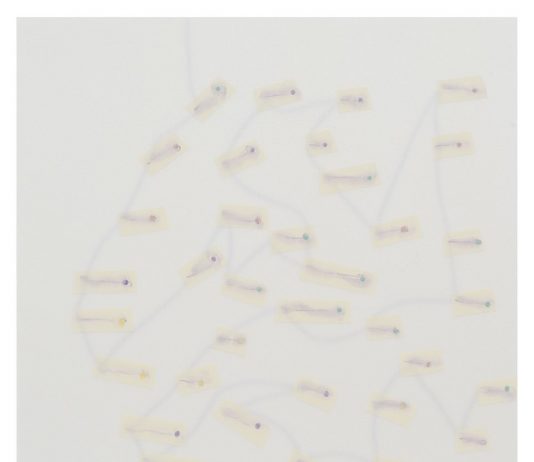 Claudio Gaddini – Lucide Trasparenze