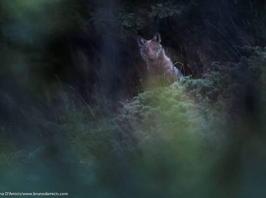 Bruno D’Amicis – Tempo da lupi