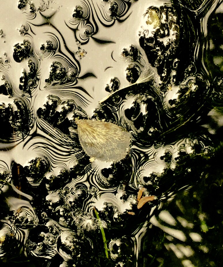 Elisa Barbierato – Minima Naturaliahttps://www.exibart.com/repository/media/eventi/2016/10/elisa-barbierato-8211-minima-naturalia.jpg