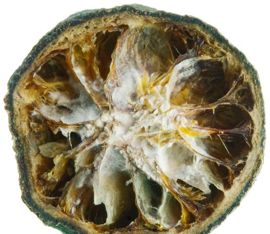 Massimo Golfieri – Transiti