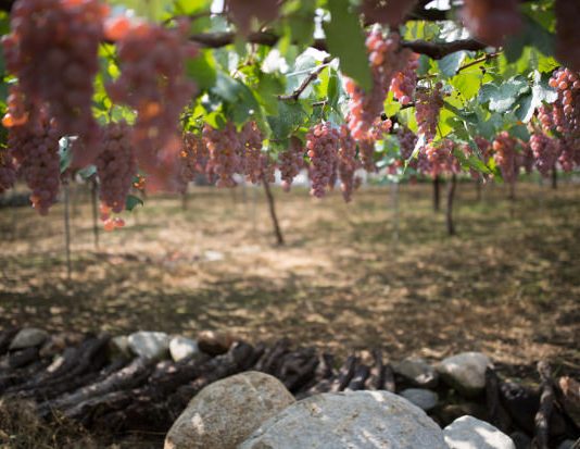 Omar Pistamiglio – The Grape Scream