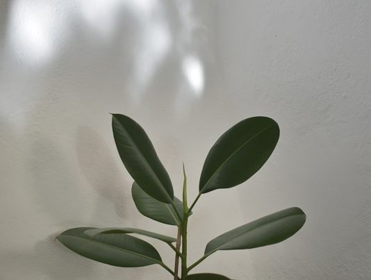 Studio visit. Incontri, visioni, conversazioni su arte e politica