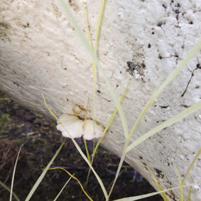 Mauro Panichella – Fulgur projects