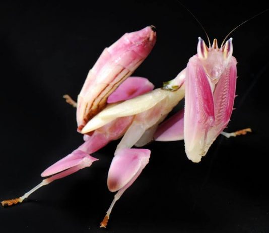 Zanne, corazze e veleni