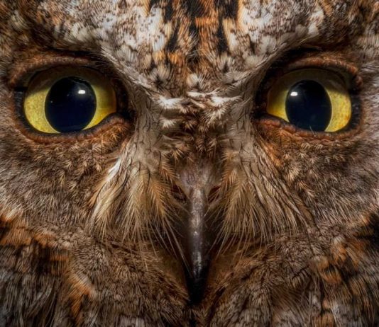 Simone Sbaraglia – Portraits