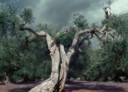 Massimo De Gennaro – La danza degli ulivi