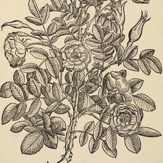 Antichi Erbari della Biblioteca di Trento