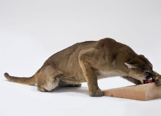 Charles Ray – Mountain Lion Attacking a Dog