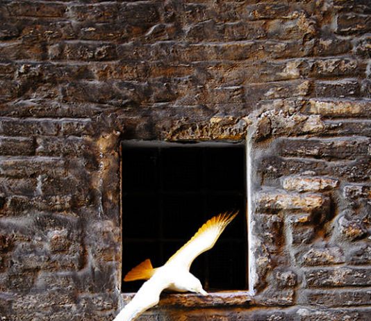 Fratelli Broche – L’Eccesso Fratelli Broche – L’Eccesso