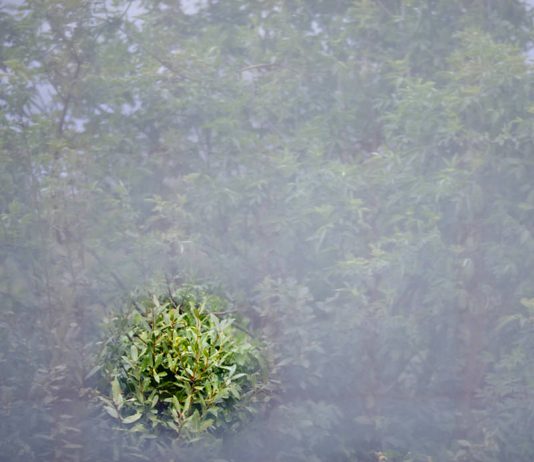 Luca La Via – Effalzioni e Difflazioni