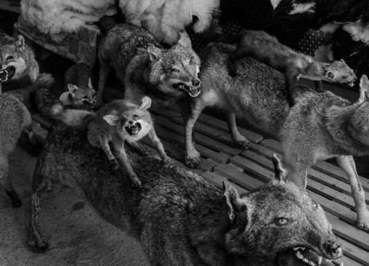 Frederik Buyckx – Wolf