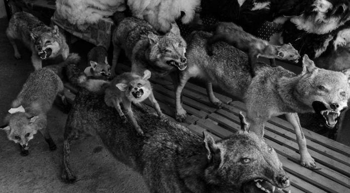 Frederik Buyckx – Wolfhttps://www.exibart.com/repository/media/eventi/2017/06/frederik-buyckx-–-wolf.jpg