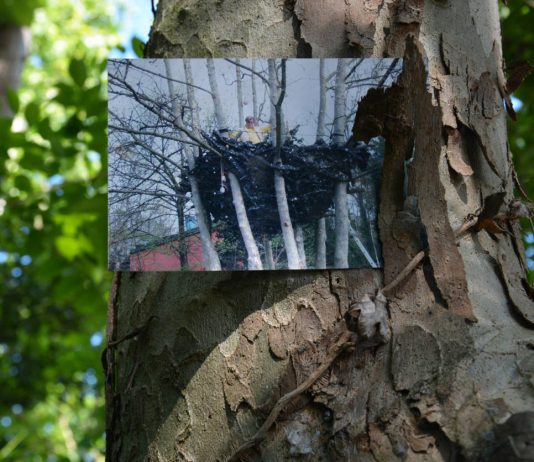 Gianni Villa – Nidi